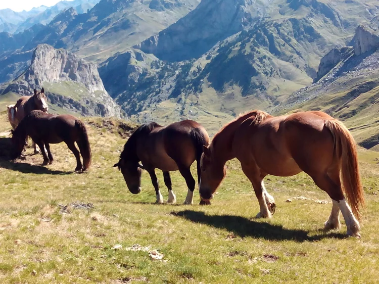 Caballos pastando en los altos del Pirineo Aragonés cerca de Villanovilla